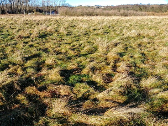 tanfield wetlands grass